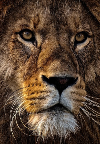 Imagem de um leo, smbolo do Imposto de Renda